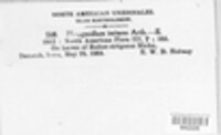 Phragmidium rubi-idaei image